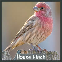 House Finch